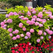 Image result for Hydrangea