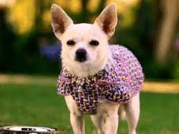 Chloe Beverly Hills Chihuahua Beverly Hills Chihuahua Cute Chihuahua Chihuahua Puppies