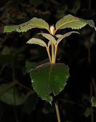 Image result for Curtisia dentata