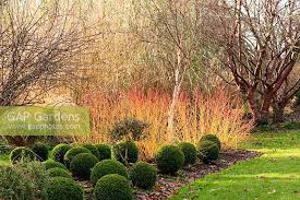 Shrubs in containers may need more feeding; Cornus Sanguinea Mi Stock Photo By Carole Drake Image 0322369