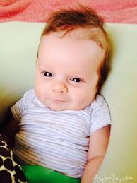 5 Weeks Old Aspen Jay