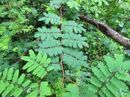 Image result for Libidibia coriaria