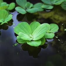 Image result for Pistia