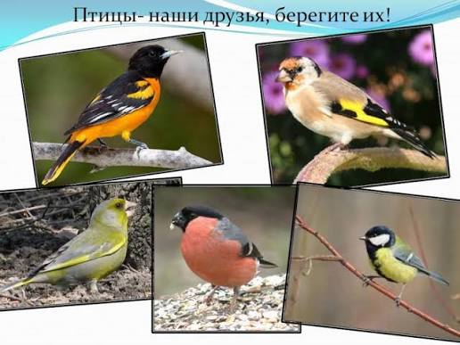 ПТИЦЫ НАШИ ДРУЗЬЯ