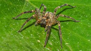 You can check with your local garden centers. How To Get Rid Of Wolf Spiders And Prevent Future Invasions 6 Methods