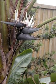 Image result for Strelitzia