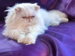 If both parent cats are definitely diluted (blue, cream or blue cream), the offspring cannot be a flame point. Flame Point Himalayan Persian Cats