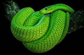 The Green Mamba Is One Of The Most Deadly Snakes Black Mamba Snake Mamba Snake Beautiful Snakes