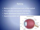RETINA - anatomy & physiology | PPT
