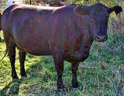 Yearlings usually sell for between $800 and $1,500. How Much Does A Cow Weigh On Average Farmer