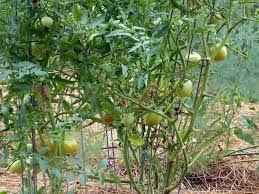 Taking certain measures, such as watering plants from beneath, can help prevent blight. Early Blight On Tomatoes There S Hope Tending My Garden