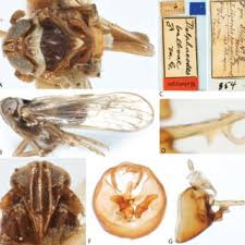 Horticultural pest control (fruit & vegetable). Pdf A Revision Of The Planthopper Genus Chionomus Fennah Hemiptera Fulgoroidea Delphacidae