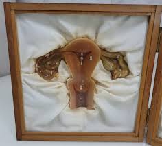 M ※ 模型 子宮断面図 看護学 産婦人科 教材 品 ※ I-895