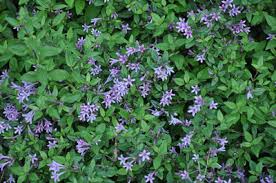 Check spelling or type a new query. What S In Bloom Untermyer Gardens Conservancy