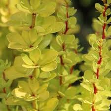 Image result for Berberis verruculosa