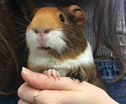 If you would like us to add an item, please send a request obtain: Bc Spca Richmond Education Adoption Centre