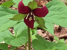 We did not find results for: Woodland Wildflowers Finegardening