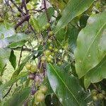 Image result for Diospyros abyssinica