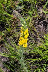 Image result for Orthochilus milnei