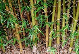 Image result for Bamboo Yellow 1958 Imperial