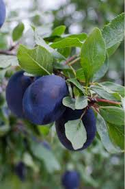 Image result for Prunus domestica