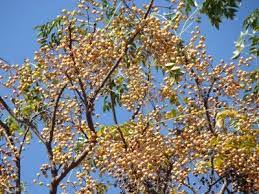 Chinaberry Tree Information Can You Grow Chinaberry Trees Trees To Plant Ornamental Trees Tree Information