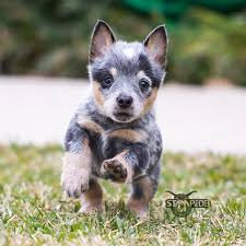 Australian Cattle Dog Blue Heeler Puppy Dogs Blue Heeler Puppies Heeler Puppies Austrailian Cattle Dog