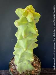 Image result for Lophocereus