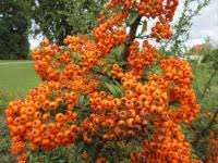 Image result for Pyracantha coccinea golden charmer