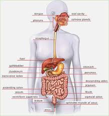 Download in under 30 seconds. Anatomy Of The Female Abdomen And Pelvis Cut Away View Healthiack