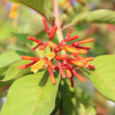 Image result for Hamelia