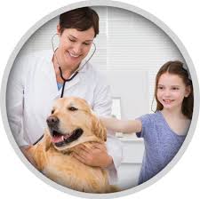 Maybe you would like to learn more about one of these? Veterinarian Services Pet Care In Gilbert Mesa Arizona