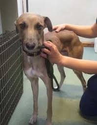 Ravenswood Pet Rescue Fallon Whippet Lurcher Whippet Rescue