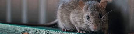 Check spelling or type a new query. How To Get Rid Of Rats In Lawn Gardens And The Yard Updated For 2021 Pests Org
