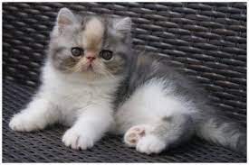 Site de petites annonces gratuites. Chaton A Donner 77 Le Bon Coin Sosanimaux