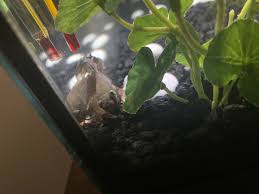 If you notice your fish has unilateral popeye (if your fish has only one affected eye) then it may not be an infection of any kind. Betta Fish Swollen Eye Album On Imgur