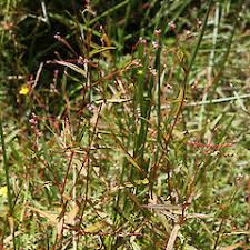 Image result for Persicaria strigosa