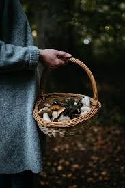 Epingle Sur Foraging