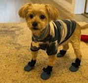 Dog Boots & Shoes for Paw Protection | Alldogboots
