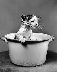 We did not find results for: International Cat Day Life Magazine S 25 Best Cat Photos