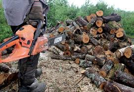Fourniture et pose d'insert à gaz pas cher avignon. Faire D Une Pierre Deux Coups Produire Son Bois De Chauffage Tout En Amenageant Sa Foret La Terre De Chez Nous