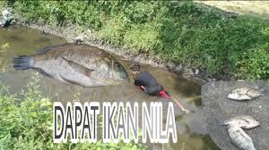 Mimpi melihat ikan lele warna hitam Menjala Di Sport Baru Dapat Ikan Nila Youtube