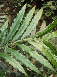 Image result for Filicium decipiens