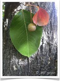 Some are ornamental, while others do produce edible pears. Callery Pear Tree Identification Identifying Pyrus Calleryana