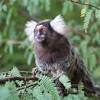 Just like any other pet animals, they are prone to particular diseases. Https Encrypted Tbn0 Gstatic Com Images Q Tbn And9gcsp2hju Xxrhpp0qqpatyzvrgoc1s9ohy51rndjfjfiya5jbegw Usqp Cau