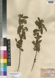 Image result for Haumaniastrum