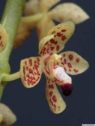 Iospe Photos Orchids Orchid Flower Beautiful Orchids