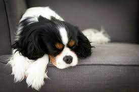Why Do Dogs Twitch In Their Sleep American Kennel Club Cavalier King Charles Spaniel Tricolor Cavalier King Charles Dog King Charles Dog