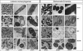 Internalin induces entry into host cells. Extent And Mode Of Action Of Cationic Legume Proteins Against Listeria Monocytogenes And Salmonella Enteritidis Springerlink
