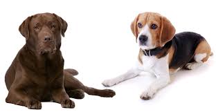 Lancaster puppies advertises puppies for sale in pa as well as ohio indiana new york and other states. Chocolate Lab Mixed With Beagle Cheap Buy Online